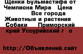 Щенки Бульмастифа от Чемпиона Мира › Цена ­ 1 000 - Все города Животные и растения » Собаки   . Приморский край,Уссурийский г. о. 